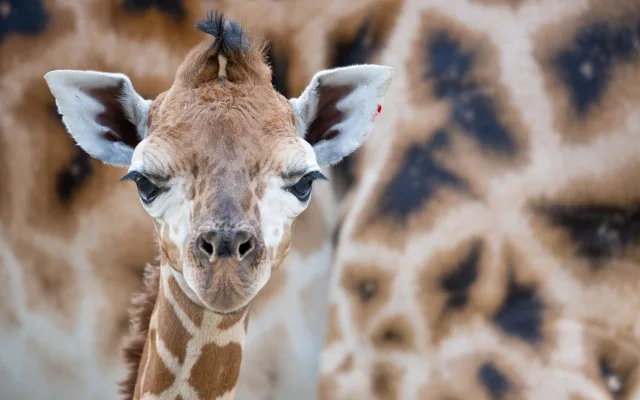 Žirafí mládě se má v olomoucké zoo k světu. Ve volné přírodě druh pomalu vymírá