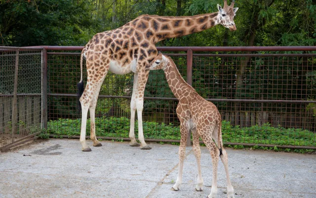 Žirafí mládě se má v olomoucké zoo k světu. Ve volné přírodě druh pomalu vymírá