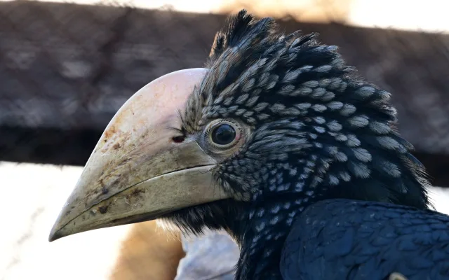 Úspěch v olomoucké zoo po osmi letech. Narodila se mláďata zoborožce šedolícího