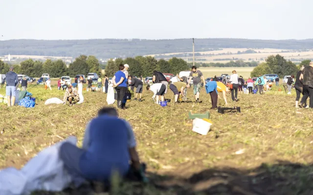 Extrémní zájem o cibuli na Hané. Na pole se vrhli lidé s čelovkami ještě za tmy
