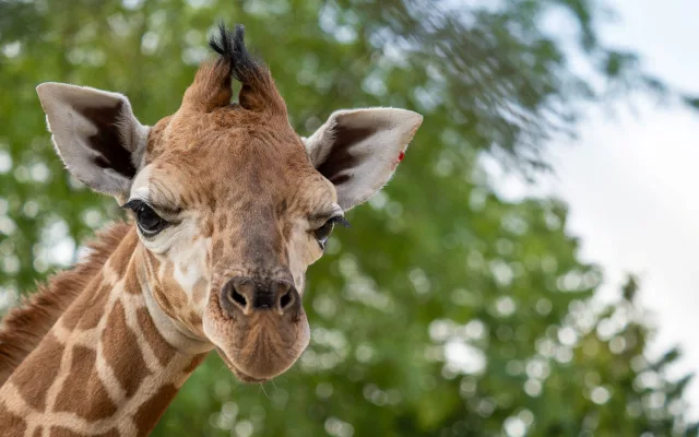 Žirafí mládě se má v olomoucké zoo k světu. Ve volné přírodě druh pomalu vymírá