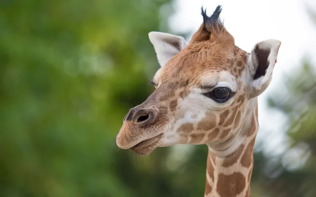 Žirafí mládě se má v olomoucké zoo k světu. Ve volné přírodě druh pomalu vymírá