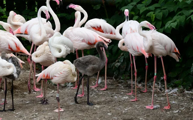 Počasí přálo plameňákům. Zoo Olomouc se raduje ze sedmi mláďat