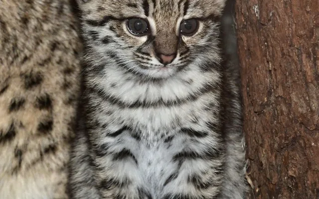 V olomoucké zoo se narodily malé šelmy. Dvě mláďata ocelotů dobře prospívají
