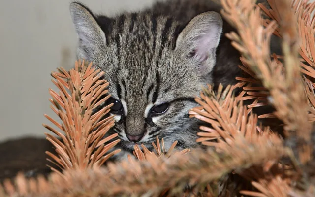 V olomoucké zoo se narodily malé šelmy. Dvě mláďata ocelotů dobře prospívají