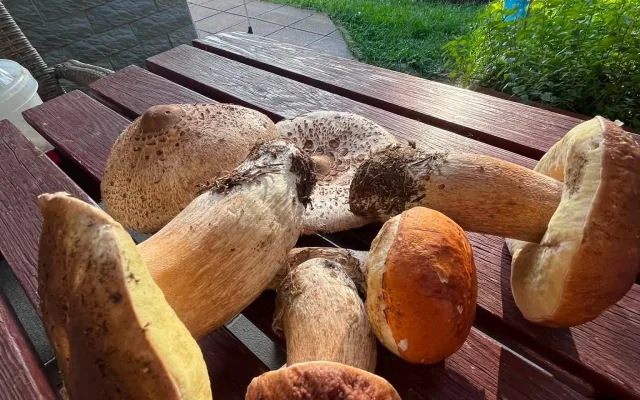 Je to tady. V Jeseníkách začínají růst houby, lidé hlásí první úlovky. Pomohly deště