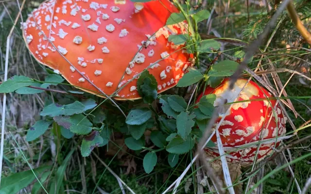Je to tady. V Jeseníkách začínají růst houby, lidé hlásí první úlovky. Pomohly deště