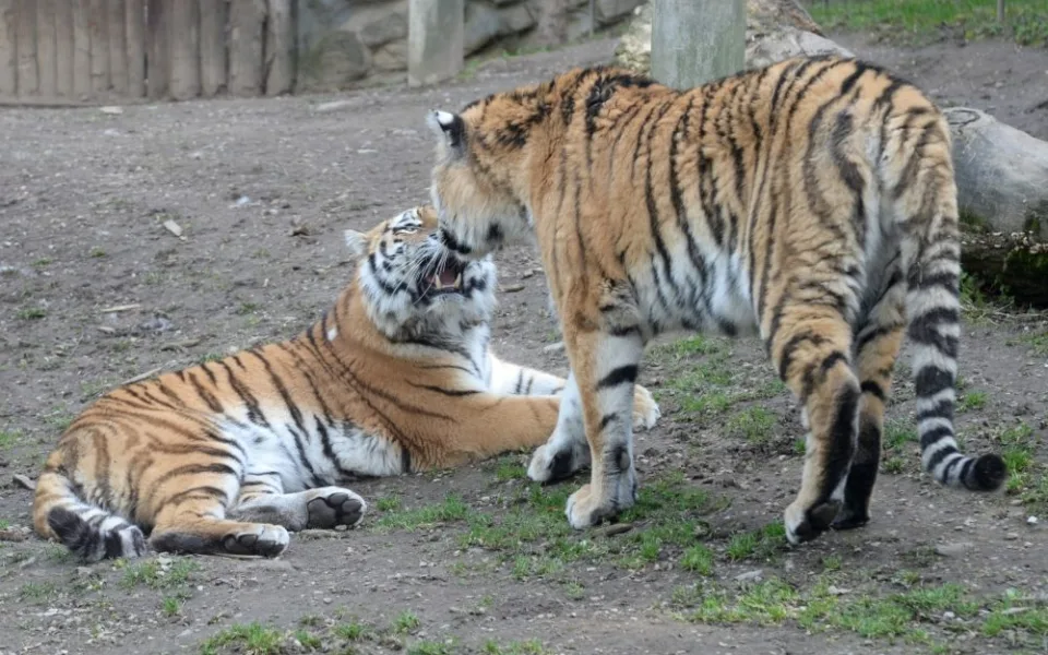 Pár tygrů ussurijských v olomoucké zoo. Foto: Zoo Olomouc