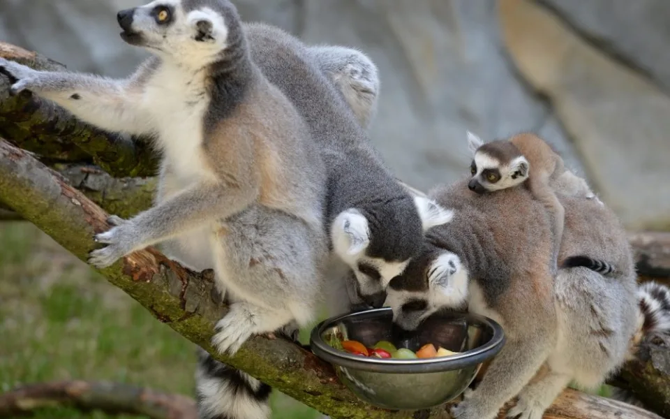 ZOO OLOMOUC