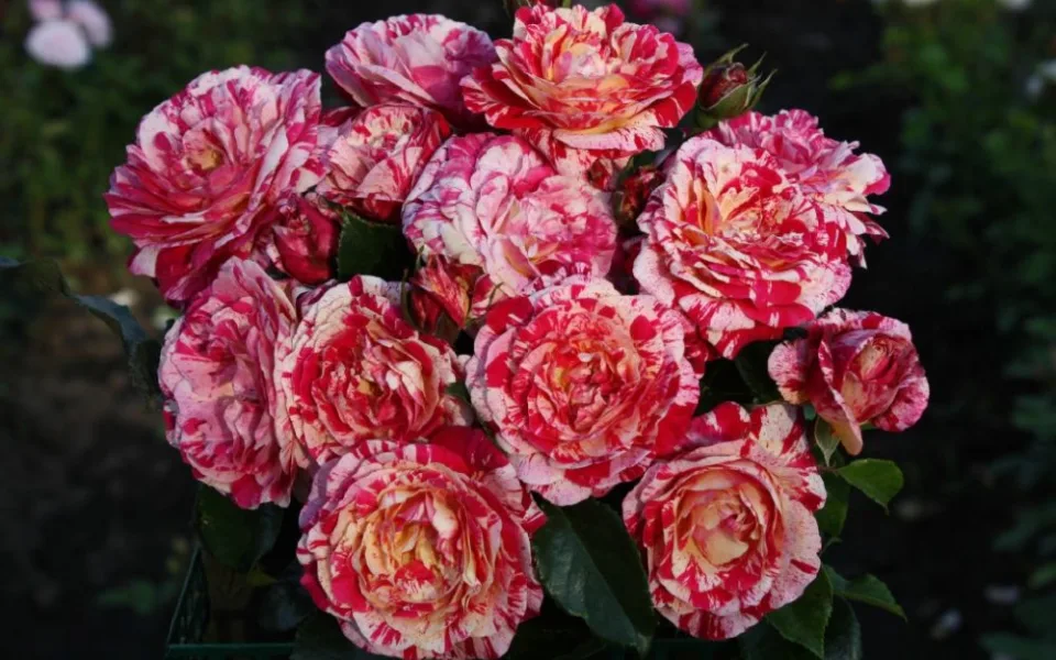 unikátní kousek růže Abracadabra hamburské společnosti Kordes rosen