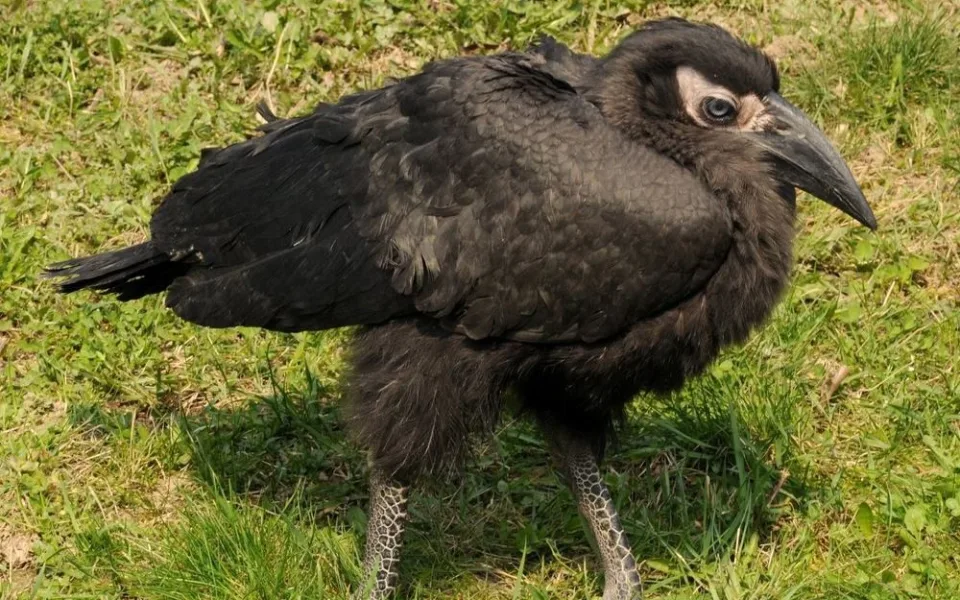 zoborožec, zdroj: Zoo Olomouc