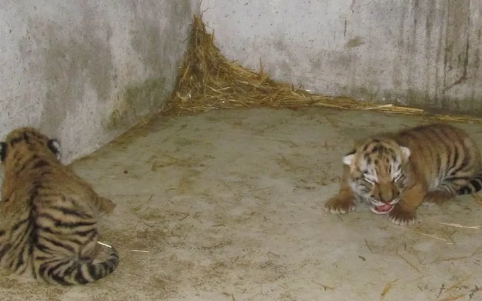 Zdroj: zoo-olomouc.cz