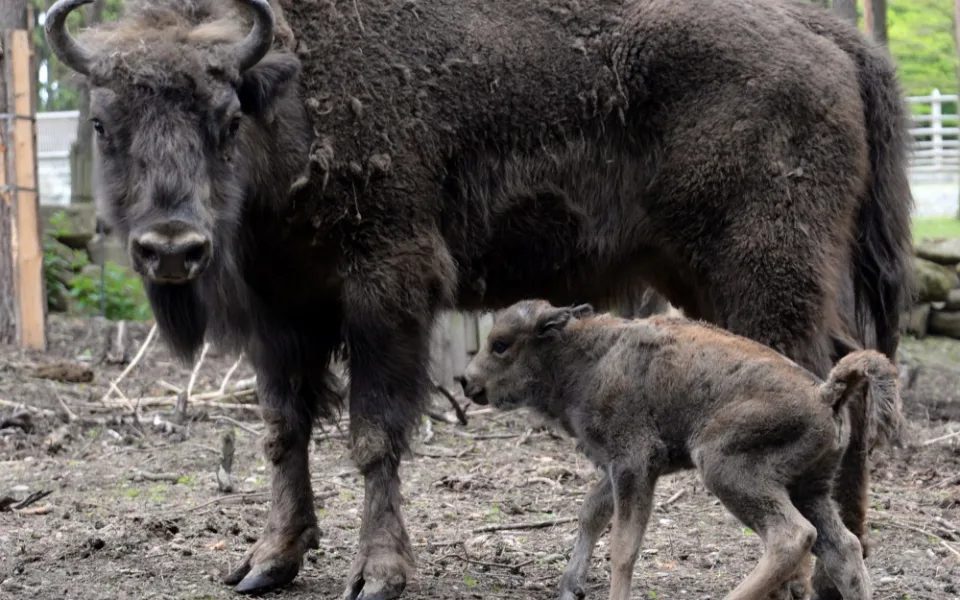 V olomoucké Zoo mají důvod k oslavám, po půl století se jim narodilo mládě zubra