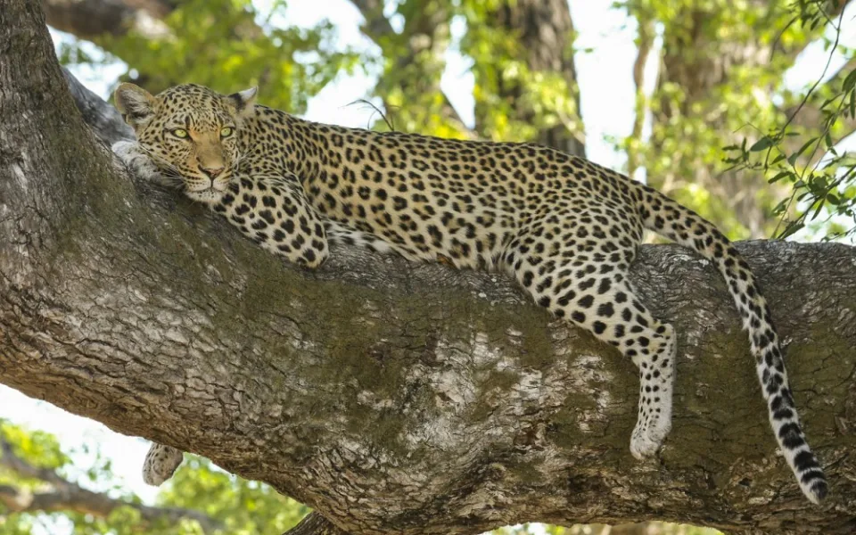 Zoo na Svatém Kopečku otevřela novou část safari, zaměřená je na Afriku