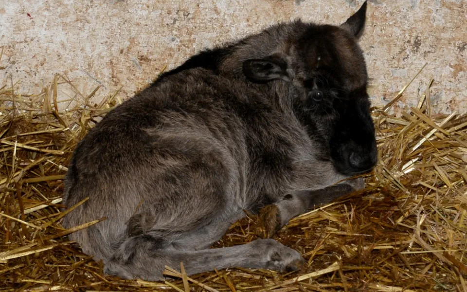 Galerie: V olomoucké zoo se narodila celkem tři mláďata pakoně běloocasého