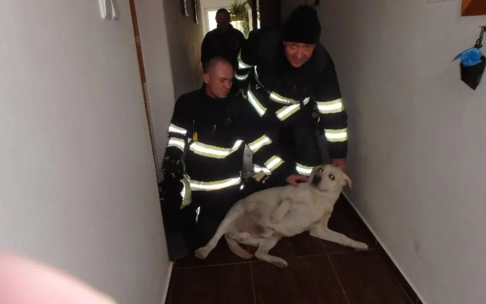 Hasiči z Litovle zachraňovali labradora ze sklepní šachty