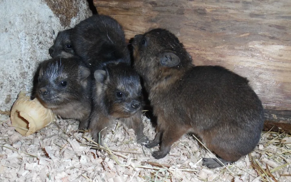 V olomoucké zoo se narodila mláďata damanů skalních