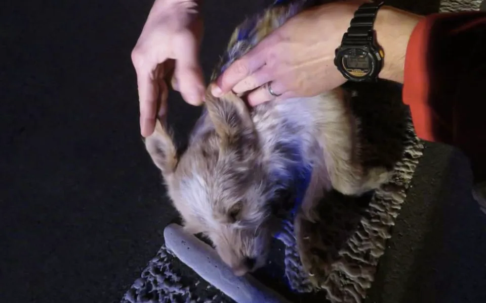 Na dálnici ležel zraněný pes, pomohl mu mladý řidič. Teď se hledá jeho pán