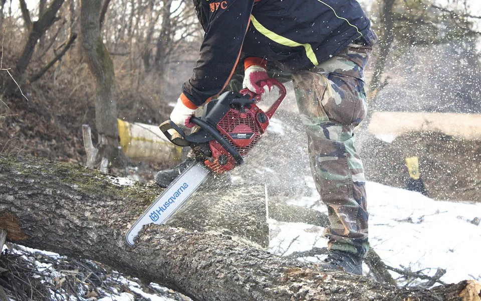 Kaštany v Rudolfově aleji se začnou kácet příští týden