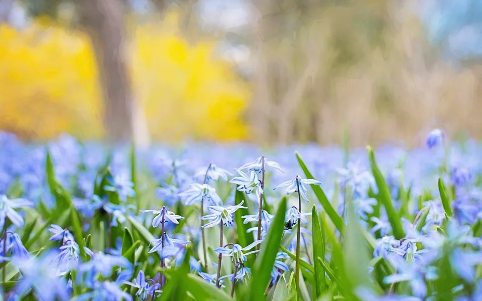 Olomoucká Jarní Flora je za dveřmi, letos si připomene výročí narození Karla IV.