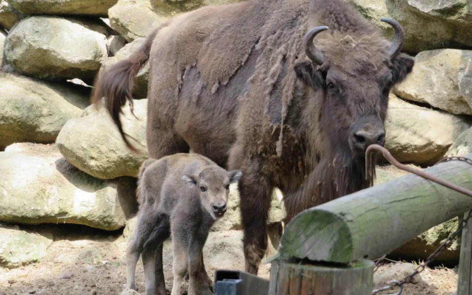 V olomoucké zoo hlásí nové přírůstky, narodila se mláďata zubrů i vlků