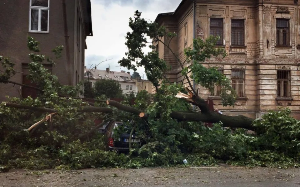 Spadlý strom u Bristolu (Foto:  Iam Ac)