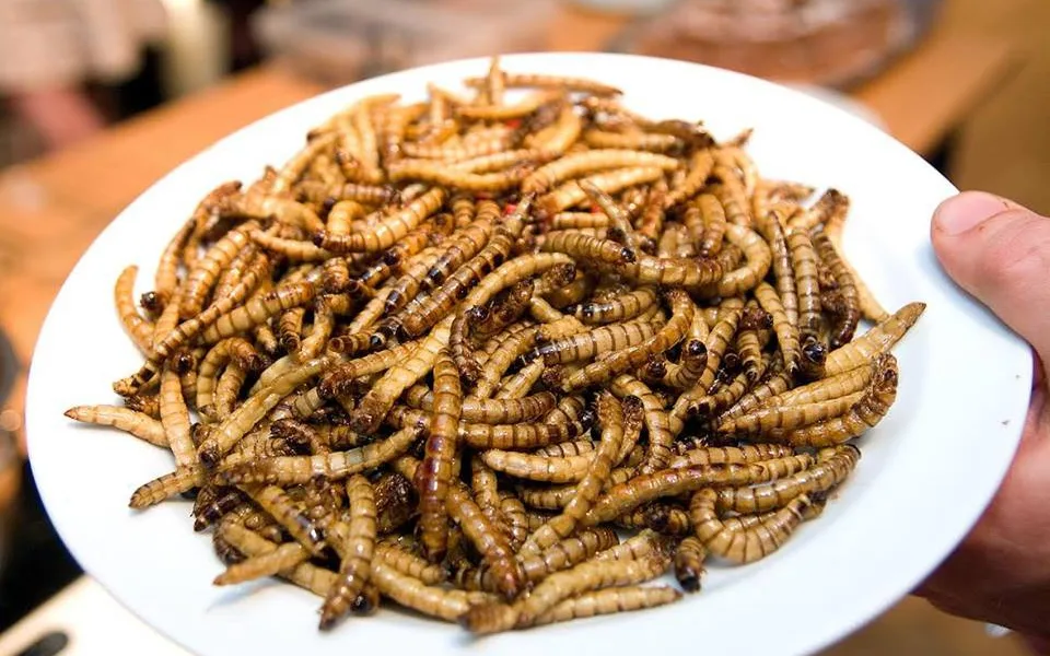 V Olomouci se bude konat Extreme Food Festival, ochutnat můžete hmyz i nejsmradlavější ovoce