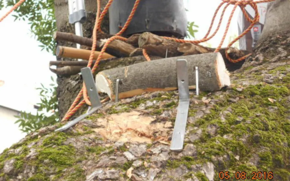 Poškozený památný strom