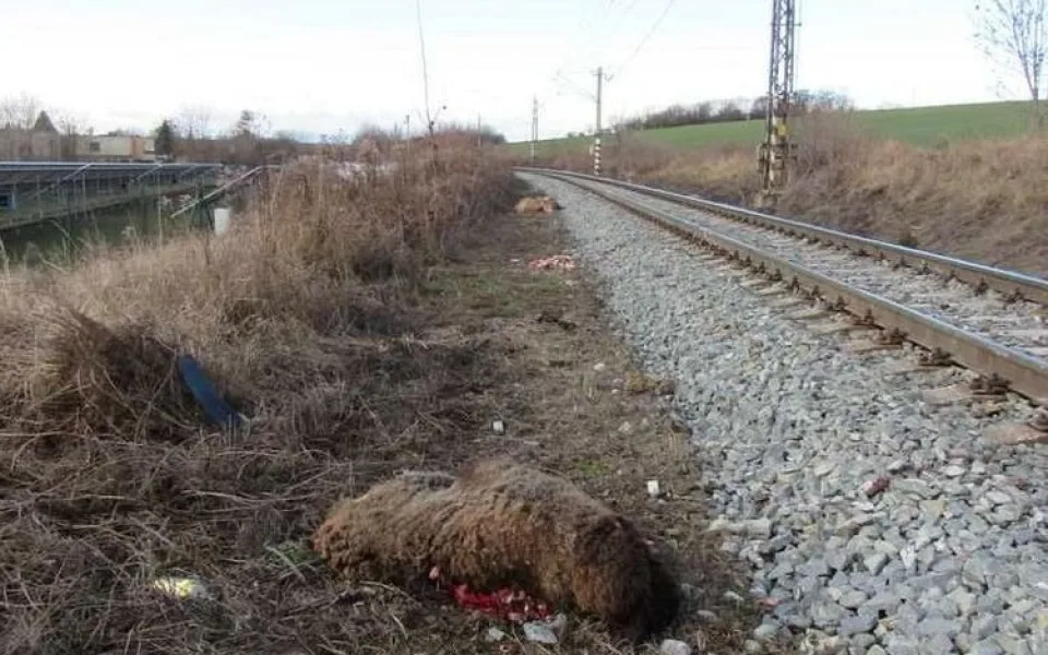 Na železničním přejezdu v Němčicích nad Hanou stálo stádo ovcí, vlak tři z nich srazil