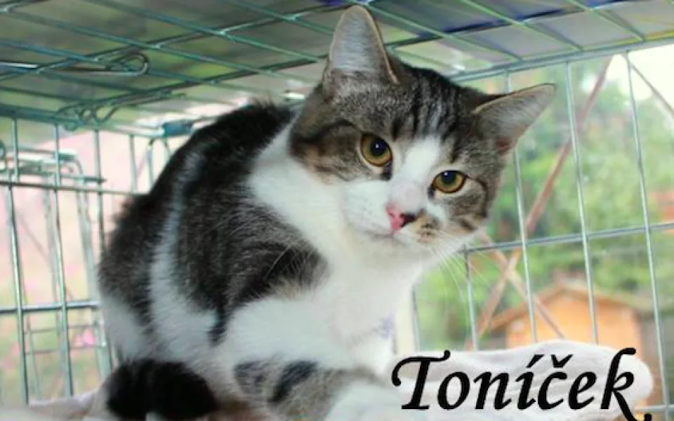 Toníček