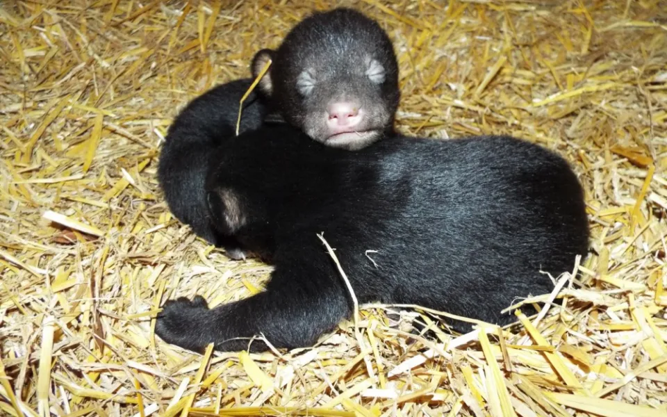 V olomoucké zoo se narodila dvě mláďata baribalů
