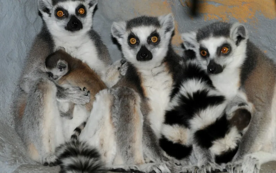 FOTO: Novinky ze Zoo – u vstupu do zahrady vítají návštěvníky mláďata lemurů, do Dánska odjela tygřice