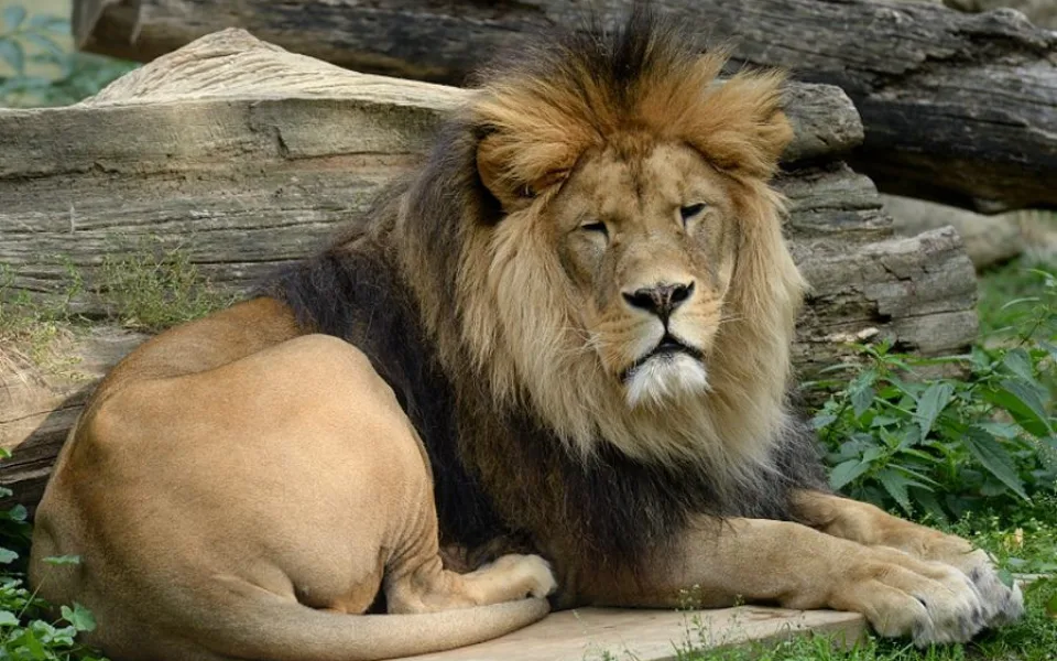 Návštěvnost olomoucké zoo v loňském roce vzrostla, může za to příznivé počasí