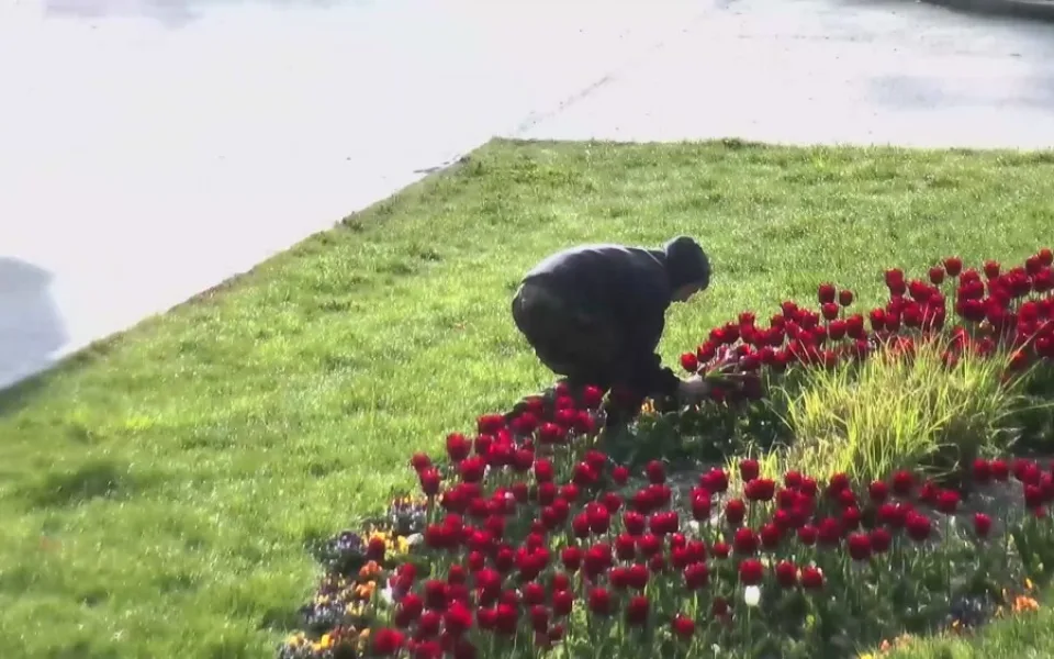 VIDEO: Trojice si natrhala čtyřicet tulipánů z Rudolfové aleje ve Smetanových sadech