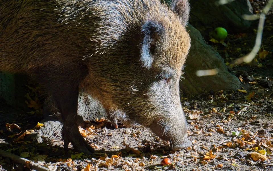 Řidiči skútru do cesty vběhli dva divočáci. Prvnímu stačil uhnout , druhému už ne