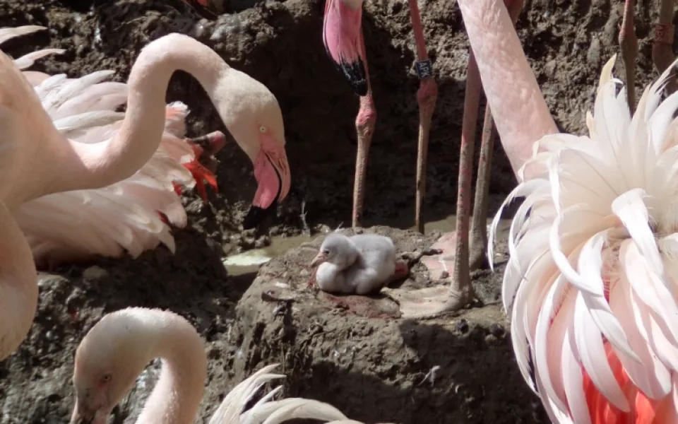 FOTO: V olomoucké zoo se vylíhla dlouho očekávaná mládaťa plameňáků