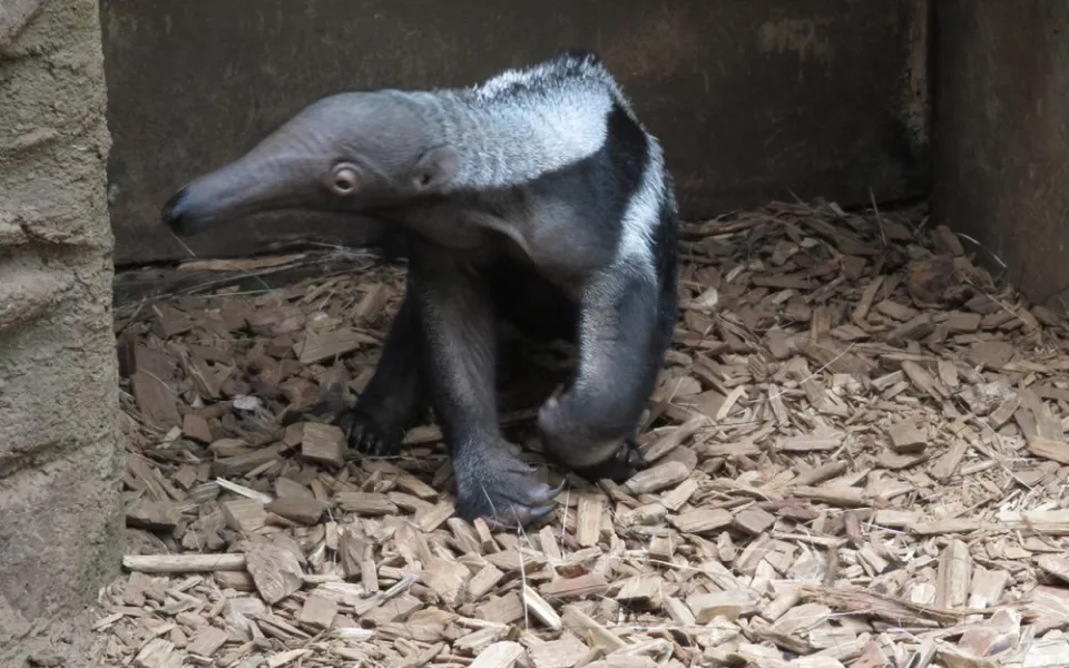 Mravenečník velký v Zoo Olomouc