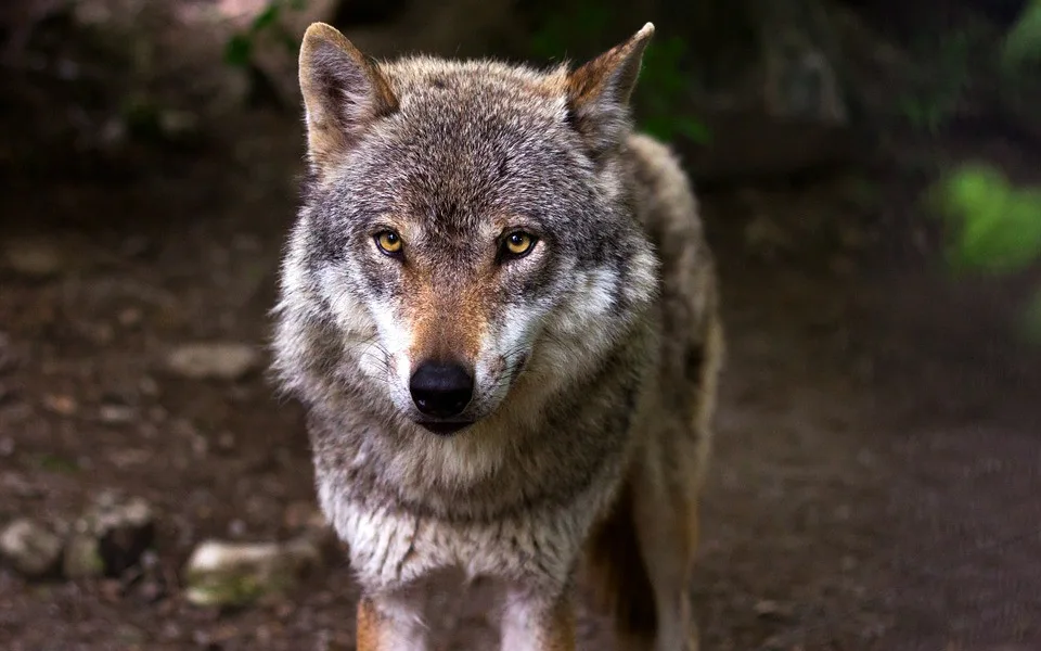 wolf-635063_960_720
