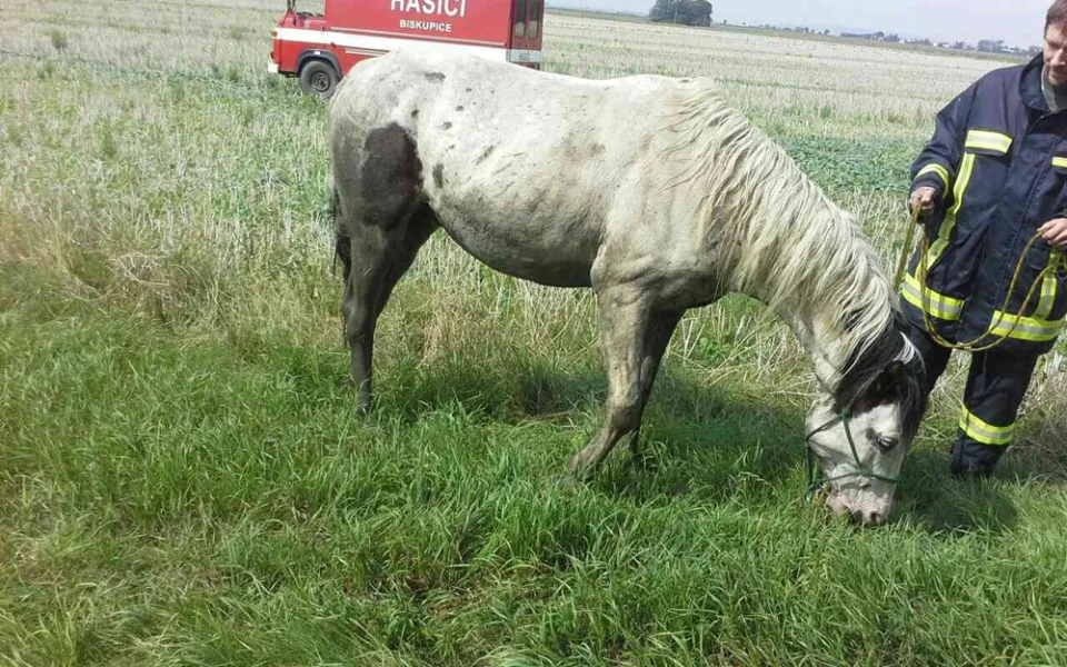 Kůň zapadl do potoka, vyprostili ho hasiči