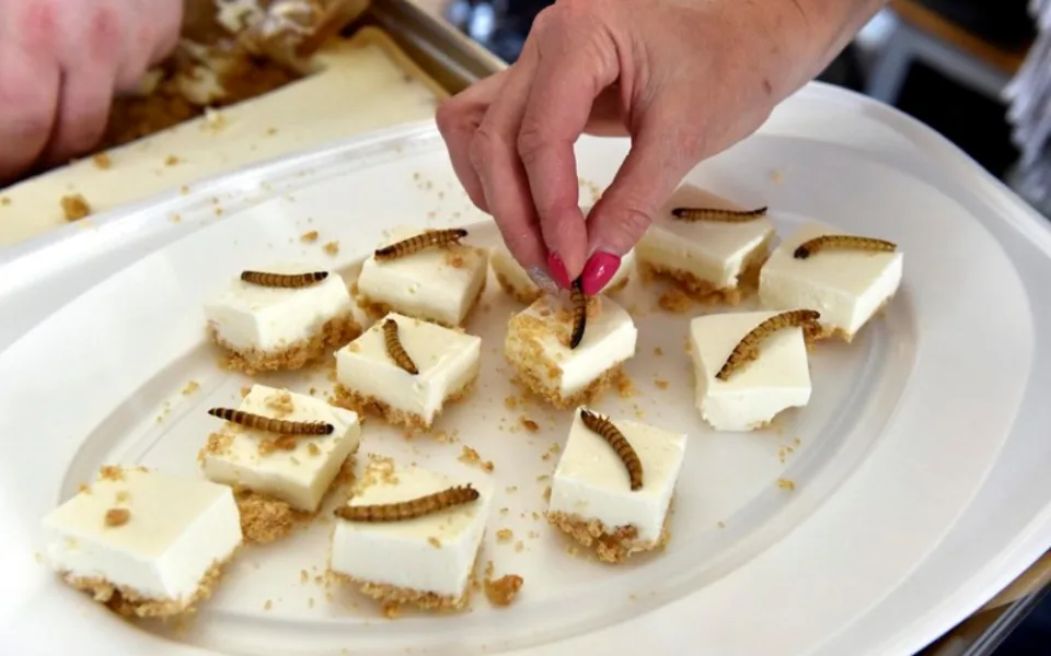 Extrem food festival hlásí druhý ročník. Ochutnáte zde cvrčky, žabí stehýnka, ale i běžná jídla
