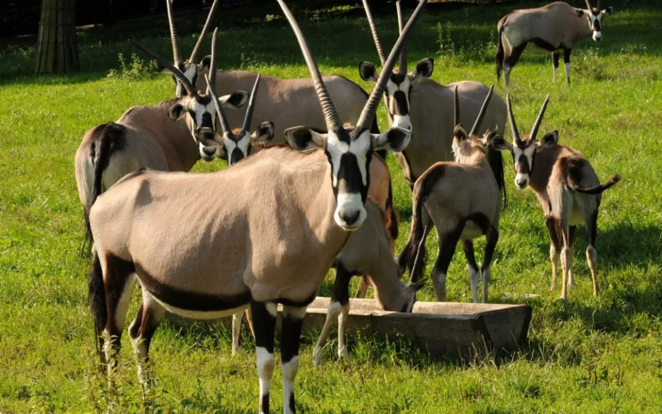 Pár oryxů se z olomoucké zoo vydal na cestu do Itálie. Zařadí se do stáda na tamním safari