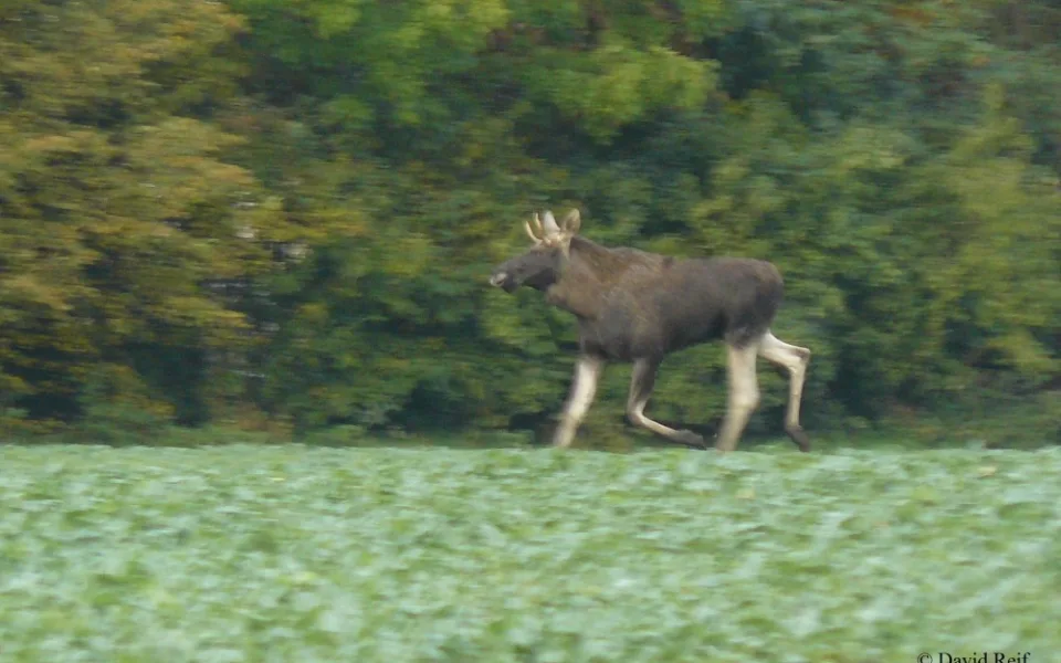 Na Hané se pohybuje volně žijící los. Může zaútočit i na člověka