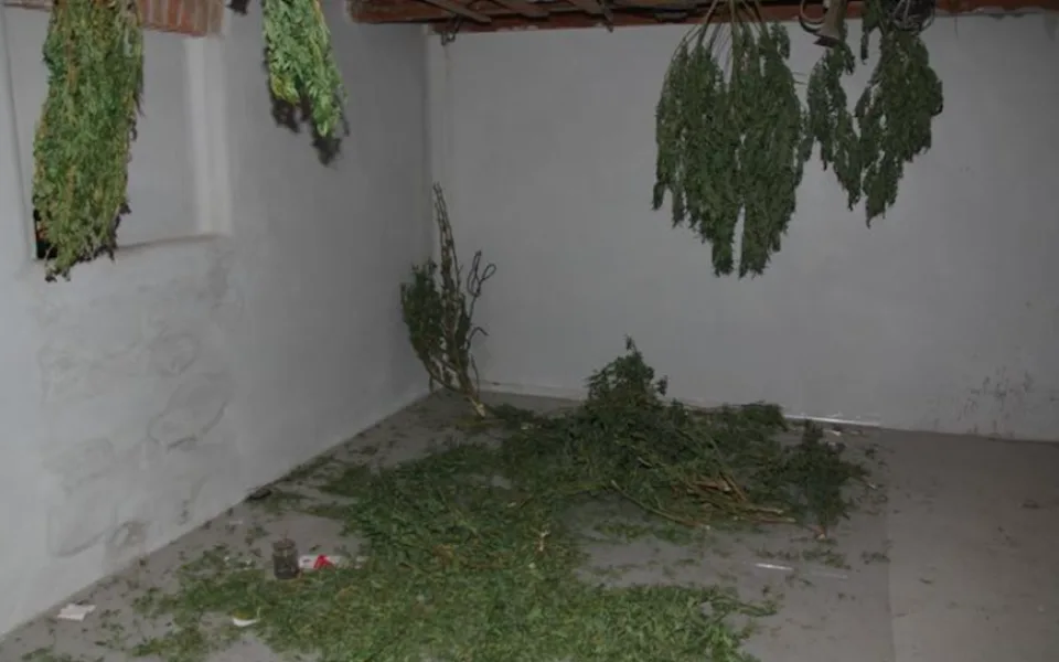 Policie dopadla pěstitele konopí, na případu pracovala několik měsíců