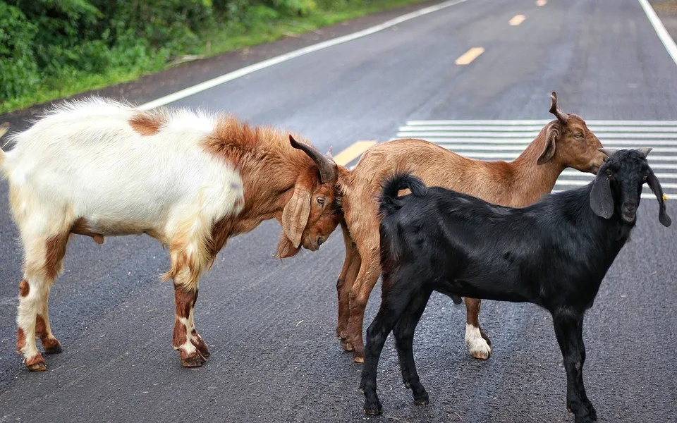 ilustrační foto