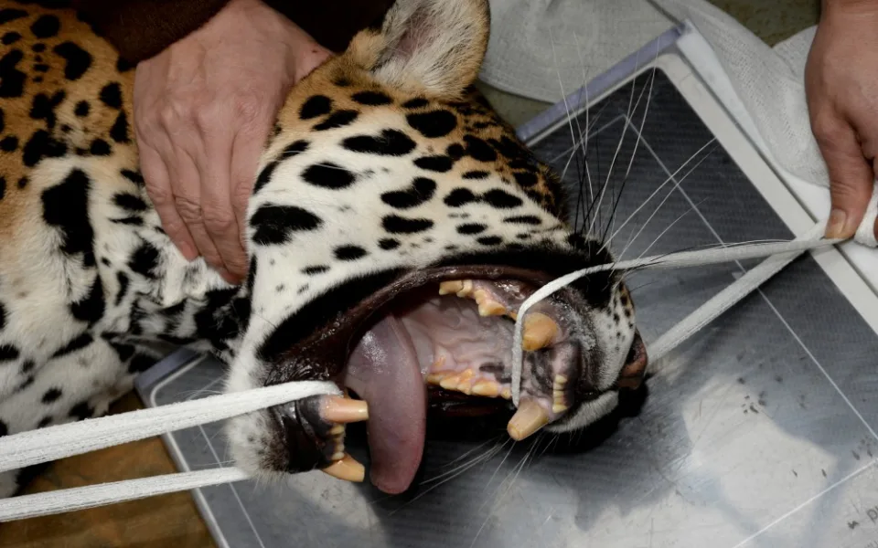 Jaguáří samice Inti z olomoucké zoo má problém se zuby. V přírodě by nepřežila, pod dohledem lékářů má šanci