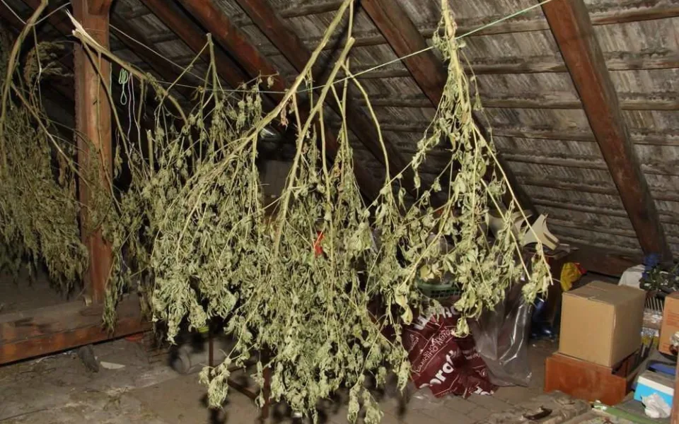 Muž si pěstoval konopí pro sebe i na kšeft, může jít sedět až na pět let