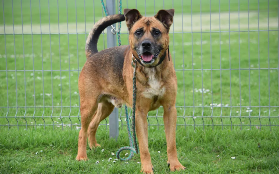 Hledáme páníčka #92: Podívejte se na nejnovější přírůstky v olomouckých útulcích
