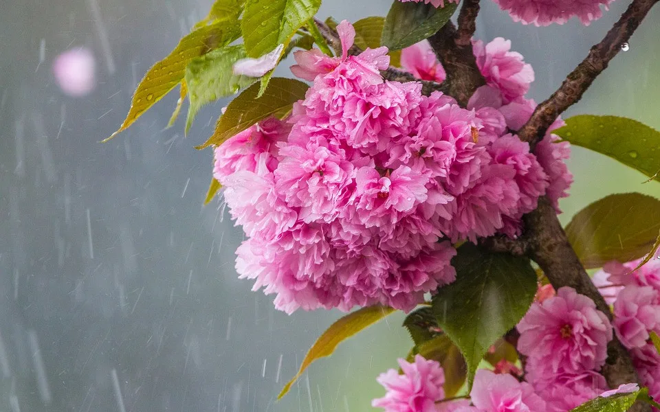 cherry-blossom-in-the-rain-3350533_960_720