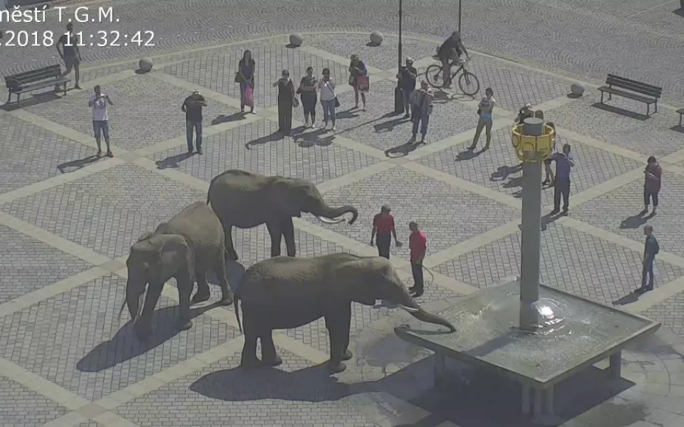 FOTO: Tři sloni se procházeli v centru města, způsobili chaos v dopravě