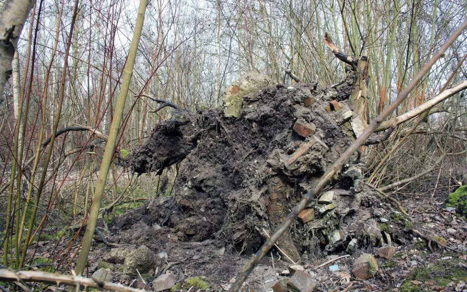 root-96419_1280